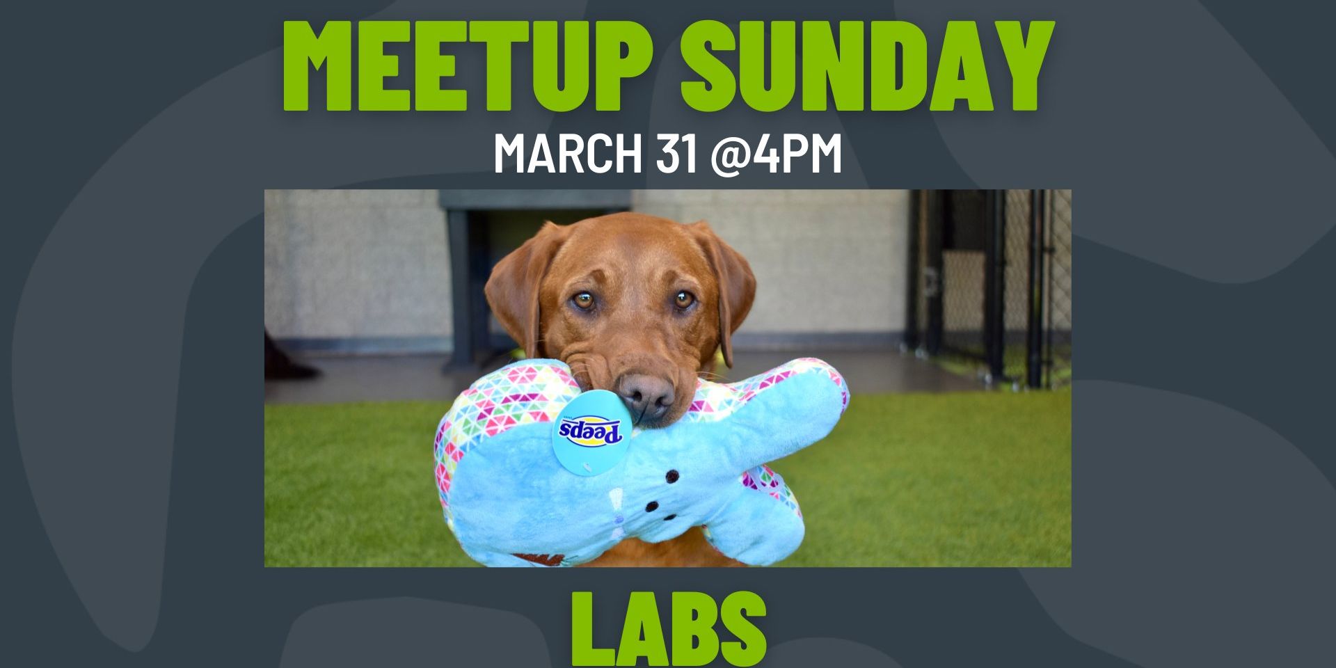 Meetup Sunday: Labs promotional image
