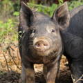 pig in field
