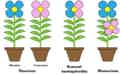 Diagram explaining the differences between dioecious and monoecious plants