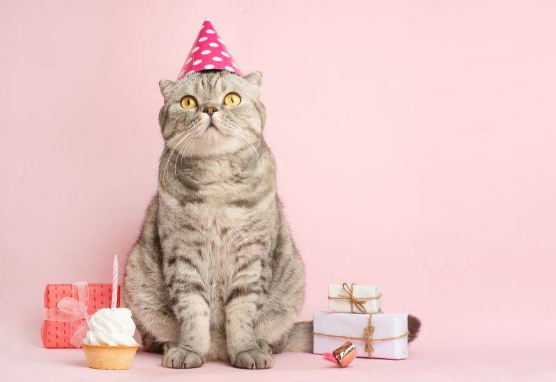 猫用のケーキ