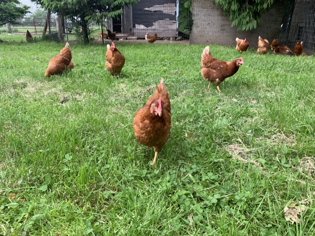 free range eggs, pasture hens, guelph,arthur,fergus