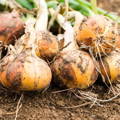 Onion Bulb