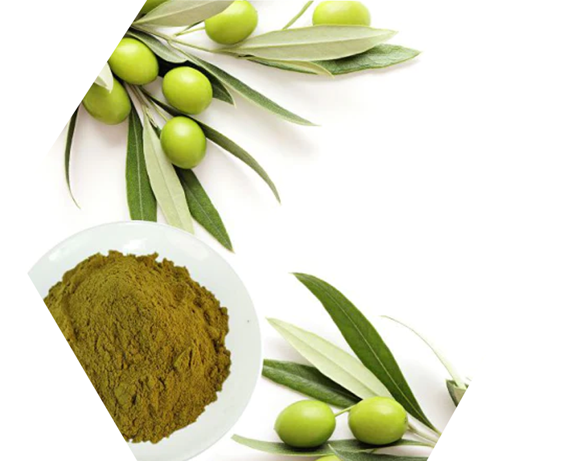 Olives on the branch with olive leaf powder