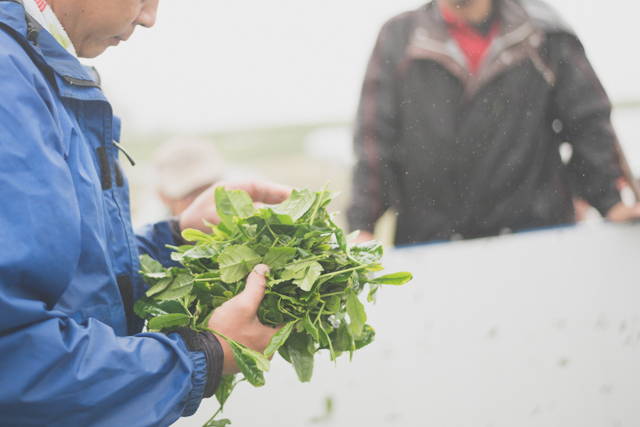A tea farmer checking the quality of the matcha tea leaves.