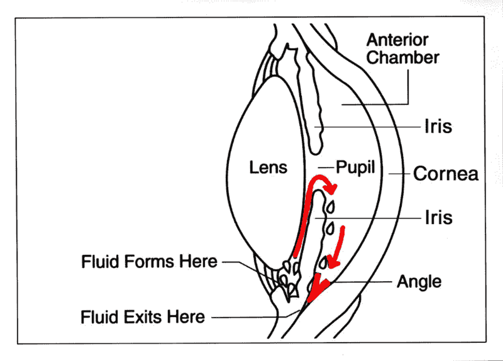 Flow of aqueous within the eye