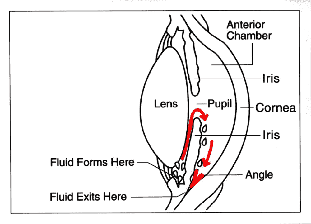 Flow of Aqueous Humor within the eye