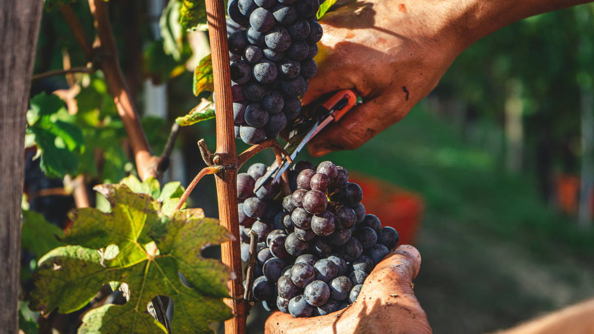 vendanges raisin rouge