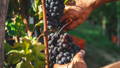 vendanges raisin rouge