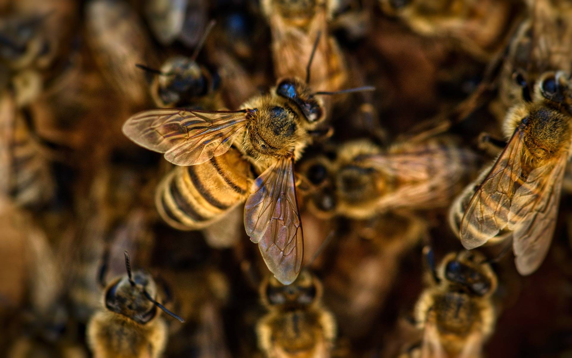 Bienen im Bienenstock