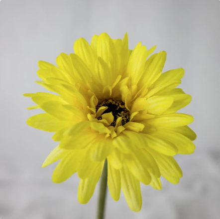 Yellow Real Touch Gerbera - Realistic Artificial Flowers - Image 5