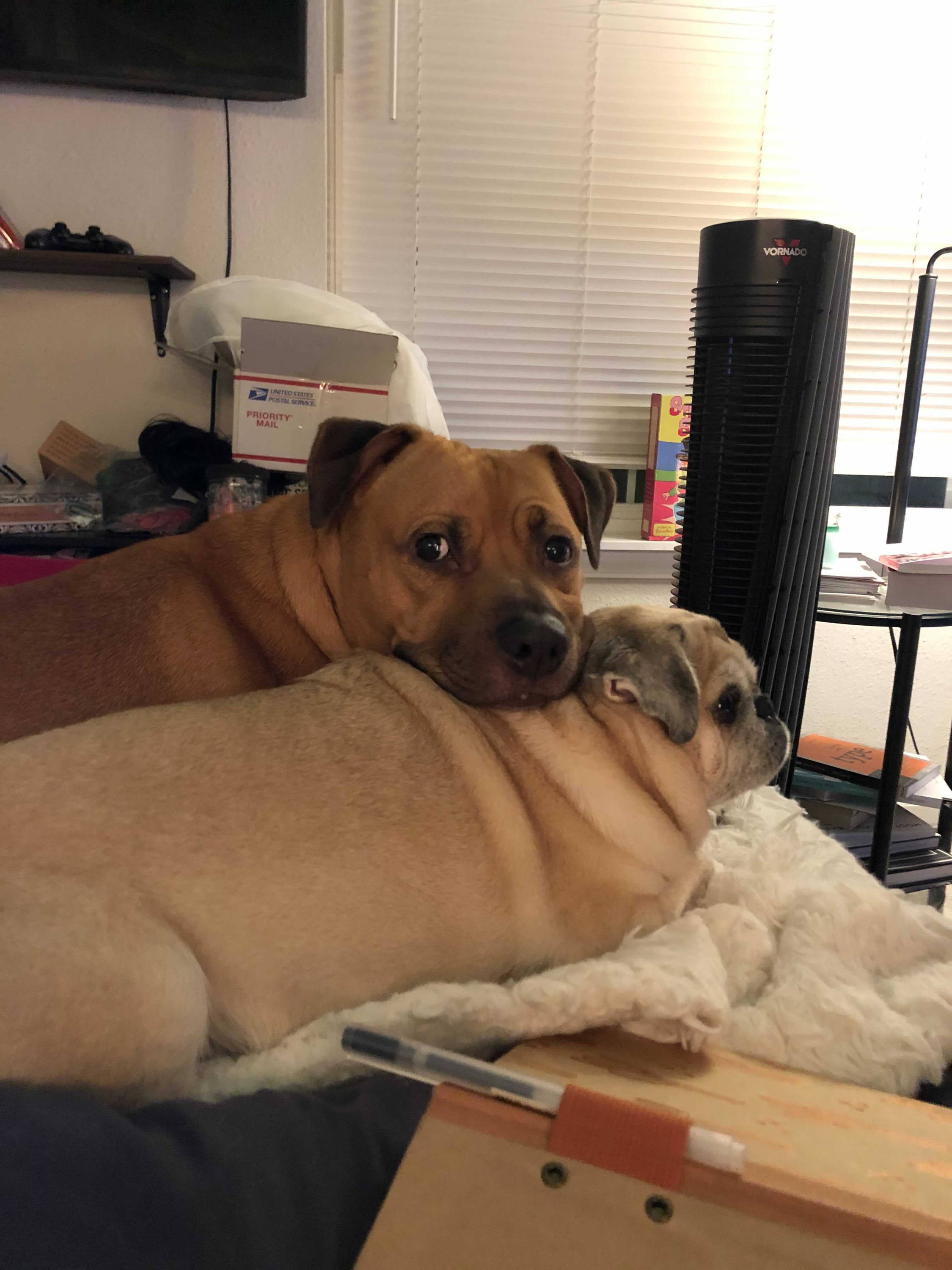 two dogs laying together