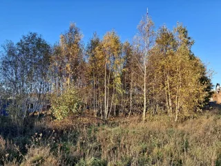  Grupa drzew kolidujących w obszarze podpór WD-96