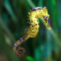 Yellow seahorse swimming