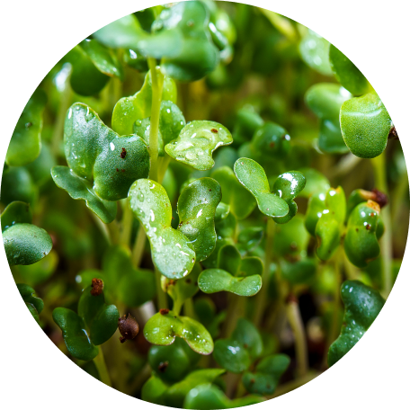 BroccoRaphanin®