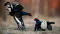 2 black grouses fighting