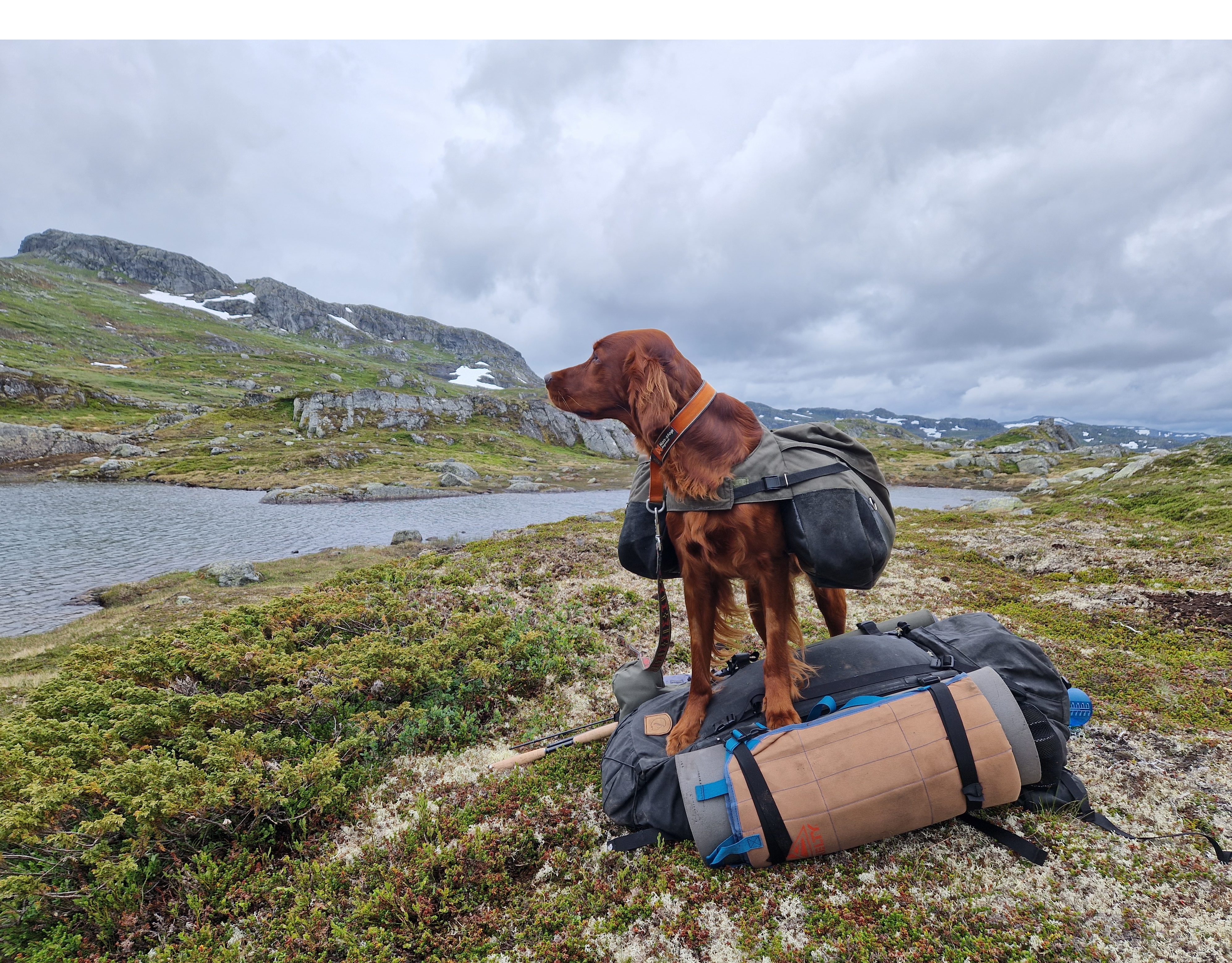 Heian Hund Og Friluft cover