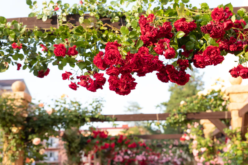 Mature red roses growing on a wooden beam