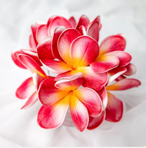Red Orange Frangipani Flowerhead (6 Pack) - Realistic Artificial Flowers - Image 6