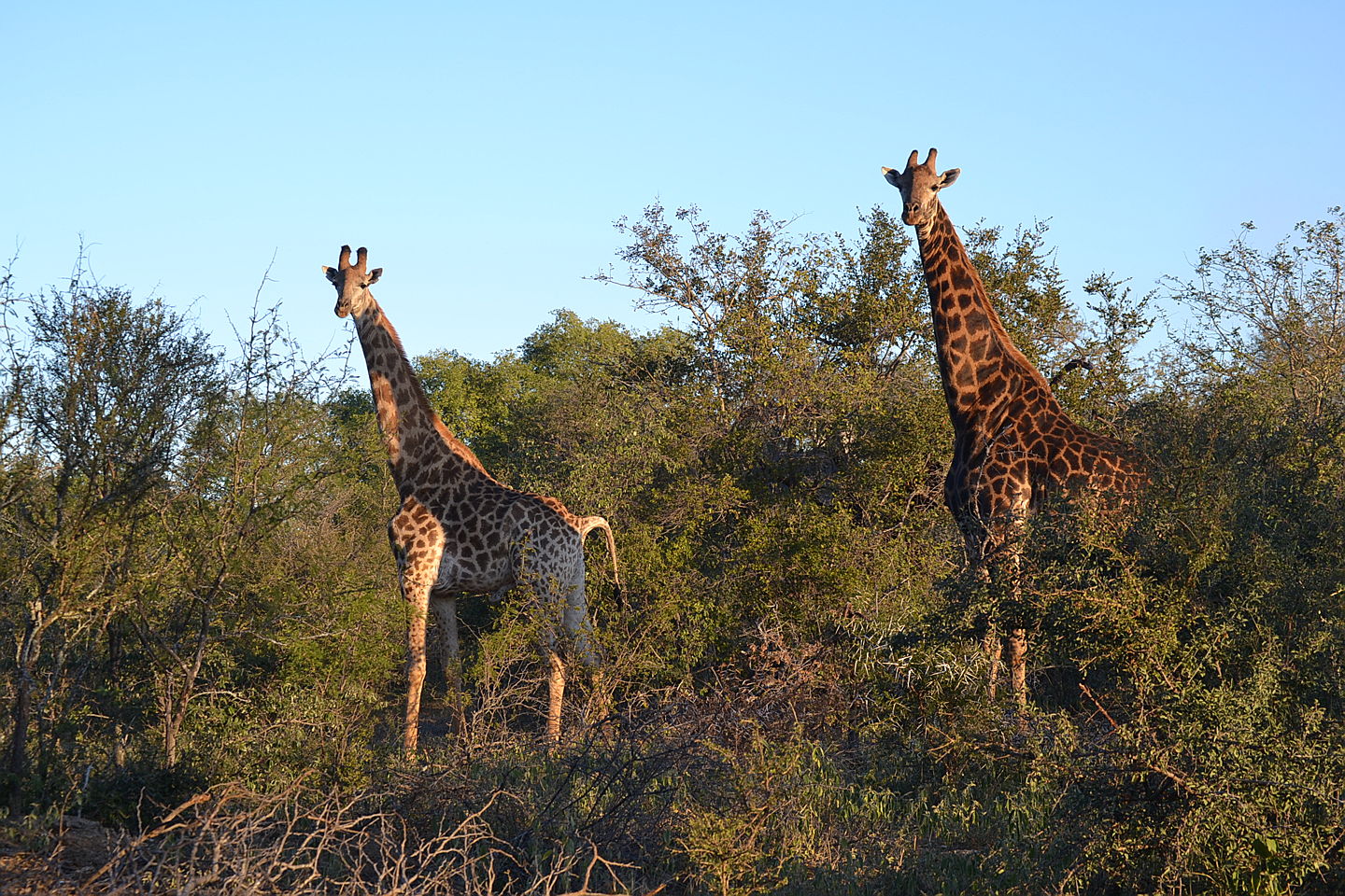  Hoedspruit
- giraffe