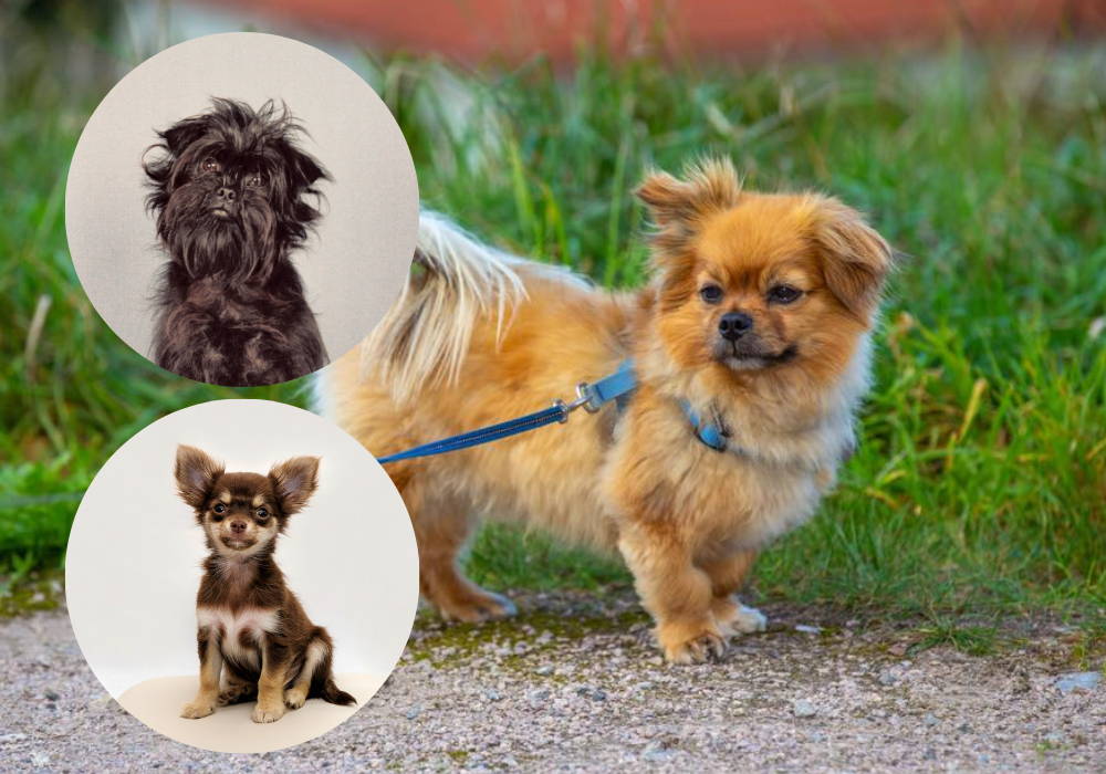 chihuahua mixed with affenpinscher