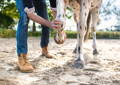 veterinarian check-up horse legs