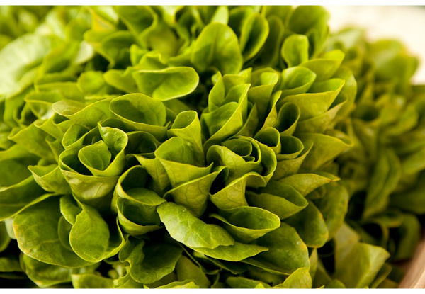 multi-feuille-verte