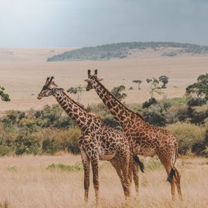 African Safari Honeymoon
