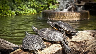 rolfs streichelzoo schildkröten