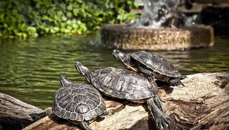 rolfs streichelzoo schildkröten