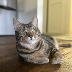 Pet Sitting Fund