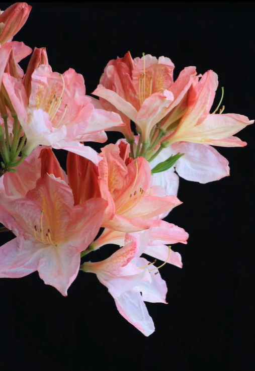 Great Pine Nursery - Image 4