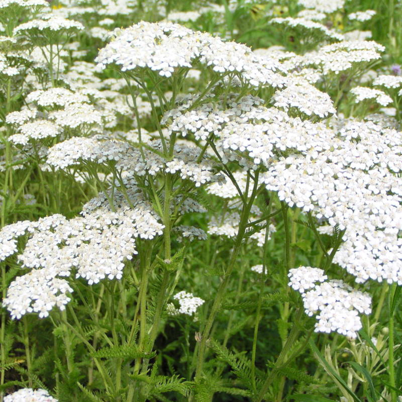 Close up image of white yarrow plants