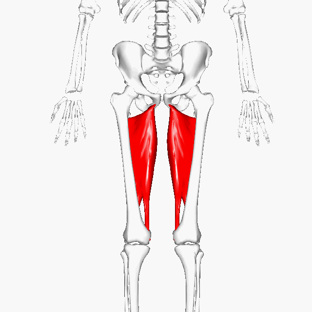 Hip Adductors Hip Adductors
