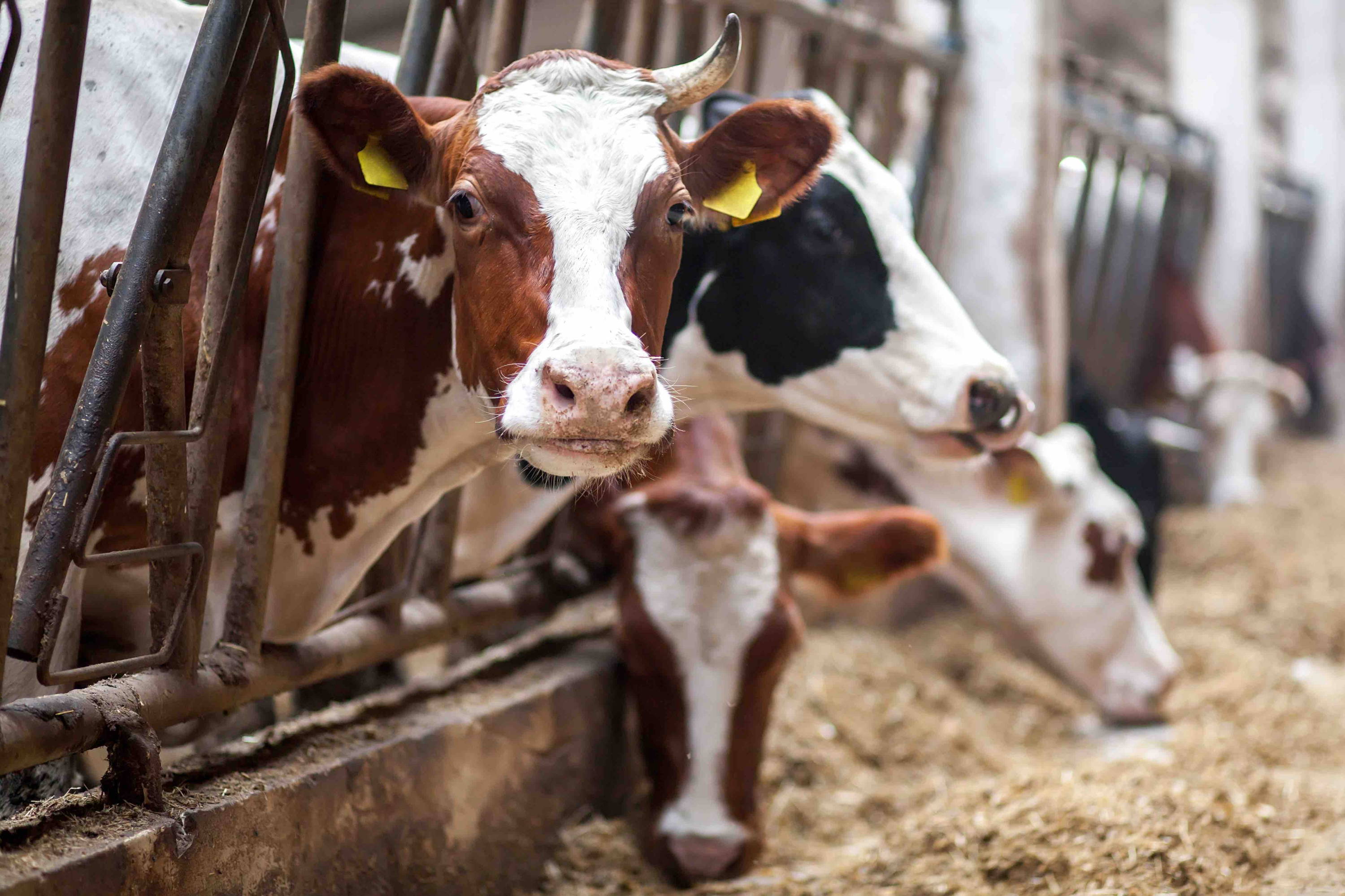 Row of cows in factory farm