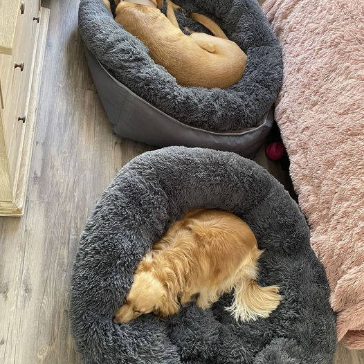 Camas para perros