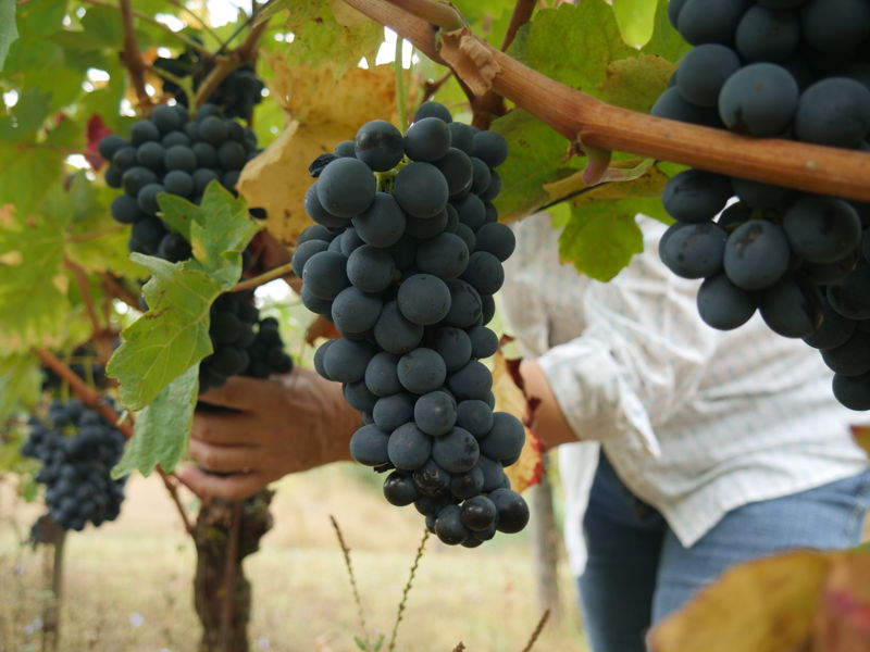 Esperienze gastronomiche Cartosio: Gusta e degusta i vini del Monferrato con merenda sinoira