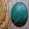 fertile_emu_hatching_egg