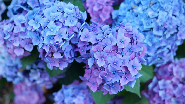 blue hydrangeas