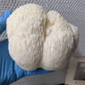 Gloved hand holding Lion's Mane Mushroom cluster