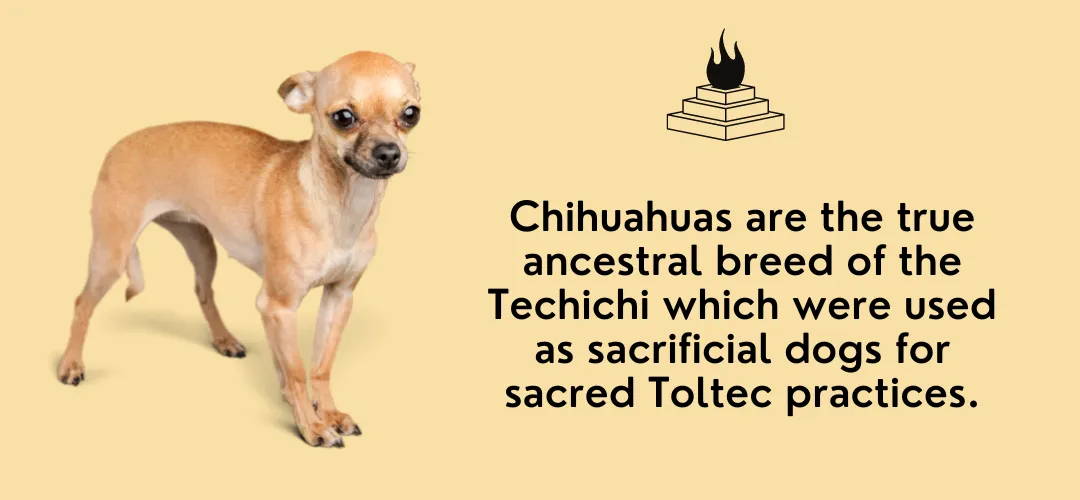 what were chihuahuas bred for