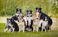 A pack of happy dogs sitting and standing together on grass