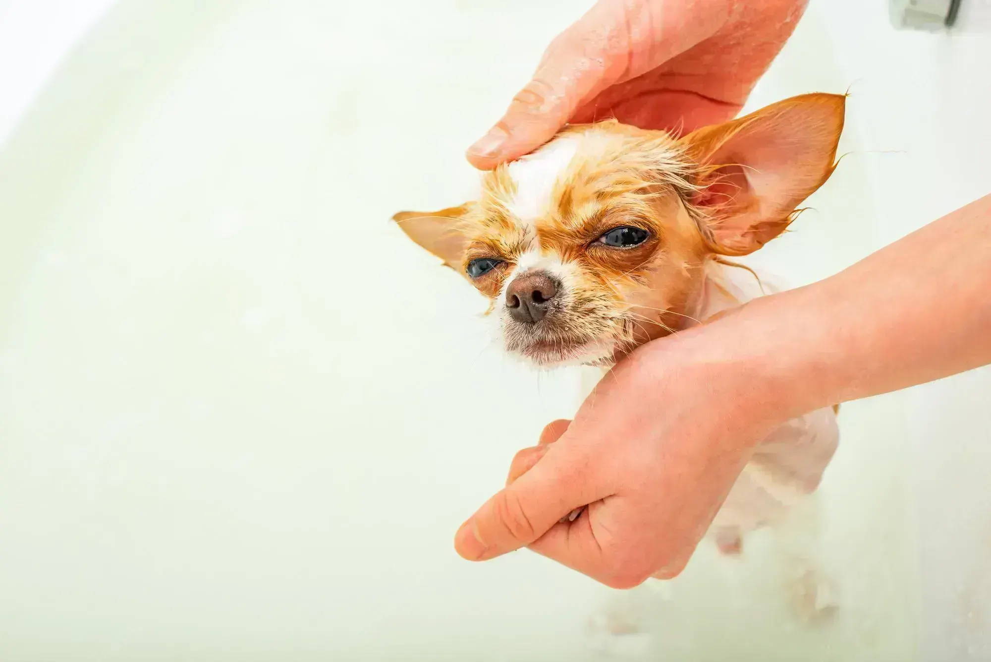 papillon dog chihuahua mix