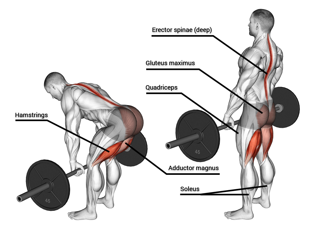 What muscles work in the deadlift exercise?