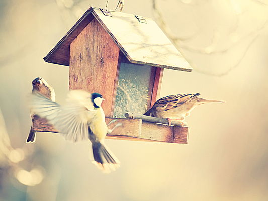  Hamburg
- Spruce up your #garden this spring with colourful bird nesting boxes.