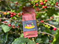 El Mexicano Bio Kaffee von unbound coffee roasters zwischen reifen und unreifen Kaffeekirschen auf der Farm Rancho La Victoria in Mexiko.