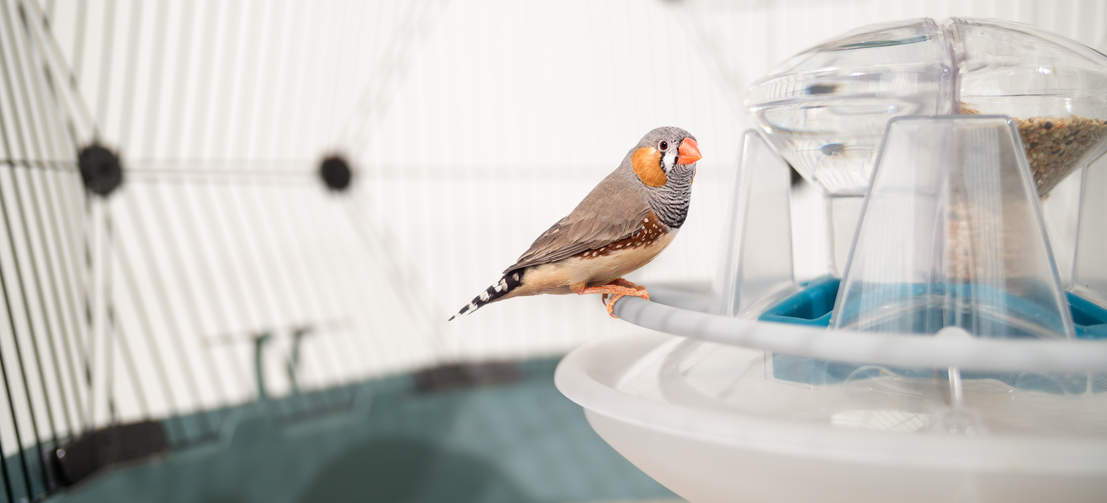 Geo Bird Cage – Four Legs Or Wings Pets