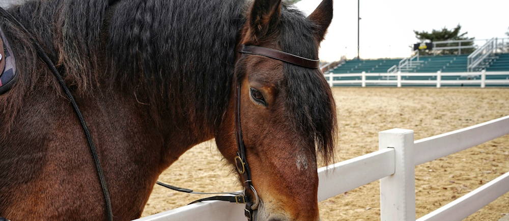 Photo by Harnik Patel on Unsplash of Kentucky Horse Park, Iron Works Parkway, Lexington, KY, USA