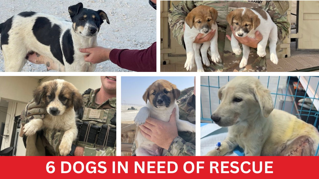 Time is Running Out: Help Us Bring 6 Dogs to Safety