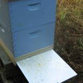 honeybee-varroa-mite-counting-done-with-sticky-board