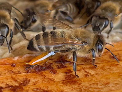 Eine sehr seltene Aufnahme: Eine Biene bringt an Ihrem Hinterbein Propolis Harz mit in den Bienenstock